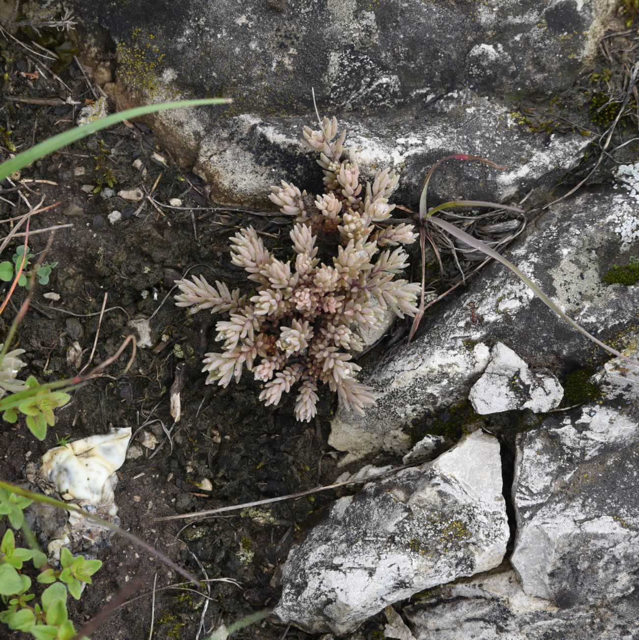 Изображение особи род Sedum.