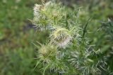 Cirsium echinus. Верхушка цветущего растения. Ингушетия, Джейрахский р-н, ур. Бялган, щебнистая россыпь. 23 июня 2022 г.