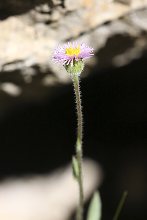 Изображение особи Erigeron seravschanicus.