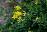 genus Medicago. Верхушка побега с соцветиями. Дагестан, Гунибский р-н, с. Гамсутль, ≈ 1400 м н.у.м., осыпающийся каменистый склон. 29.07.2022.