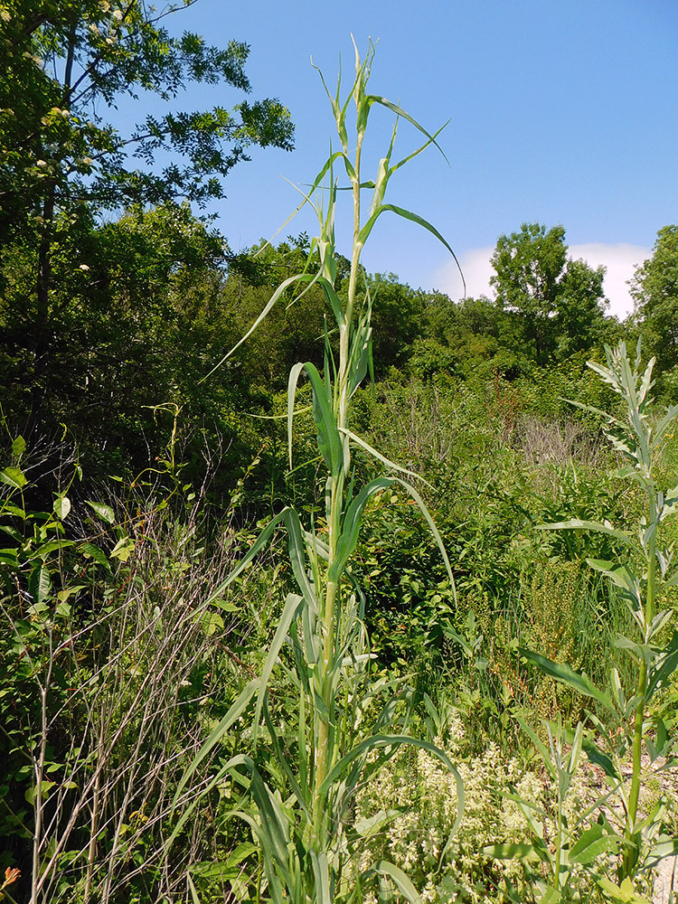 Изображение особи Tragopogon dasyrhynchus.