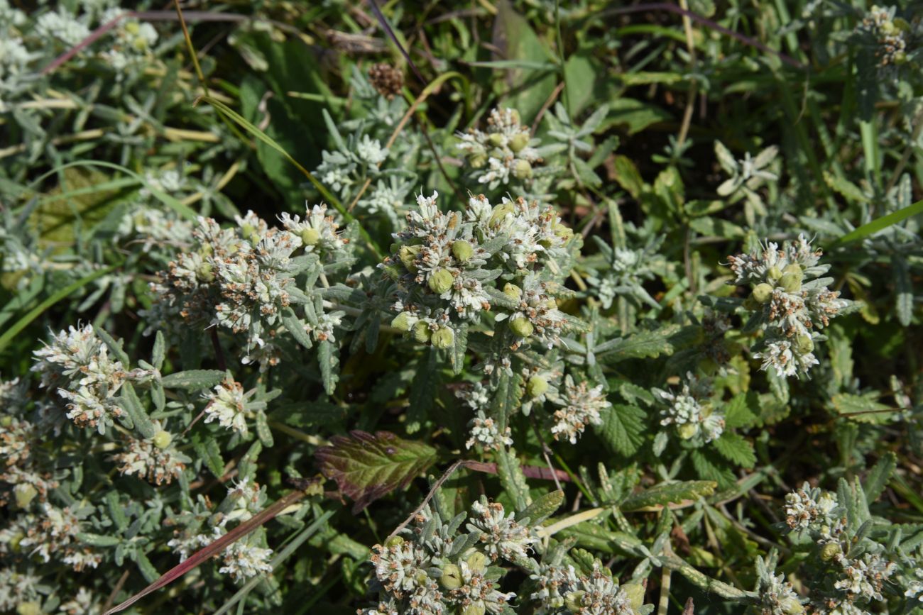 Изображение особи Teucrium capitatum.