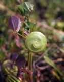 Medicago orbicularis