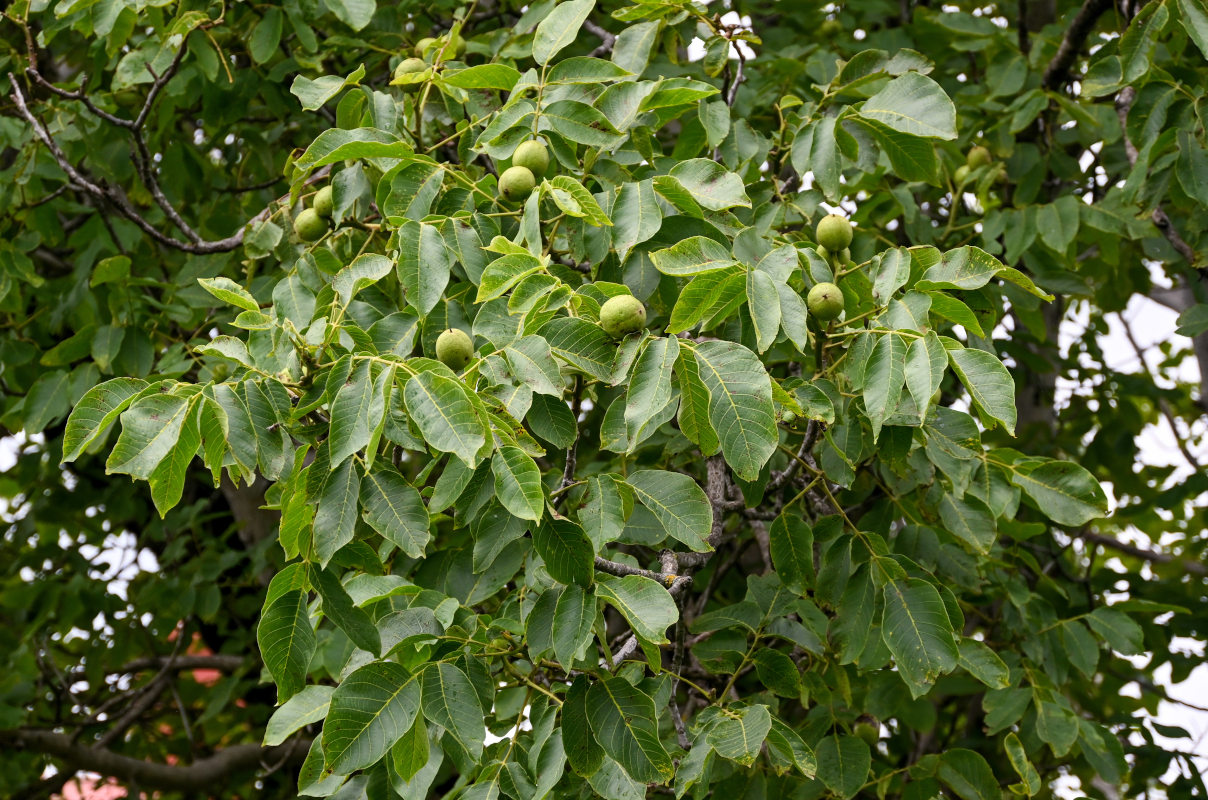 Image of Juglans regia specimen.