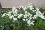 Achillea variety multiplex