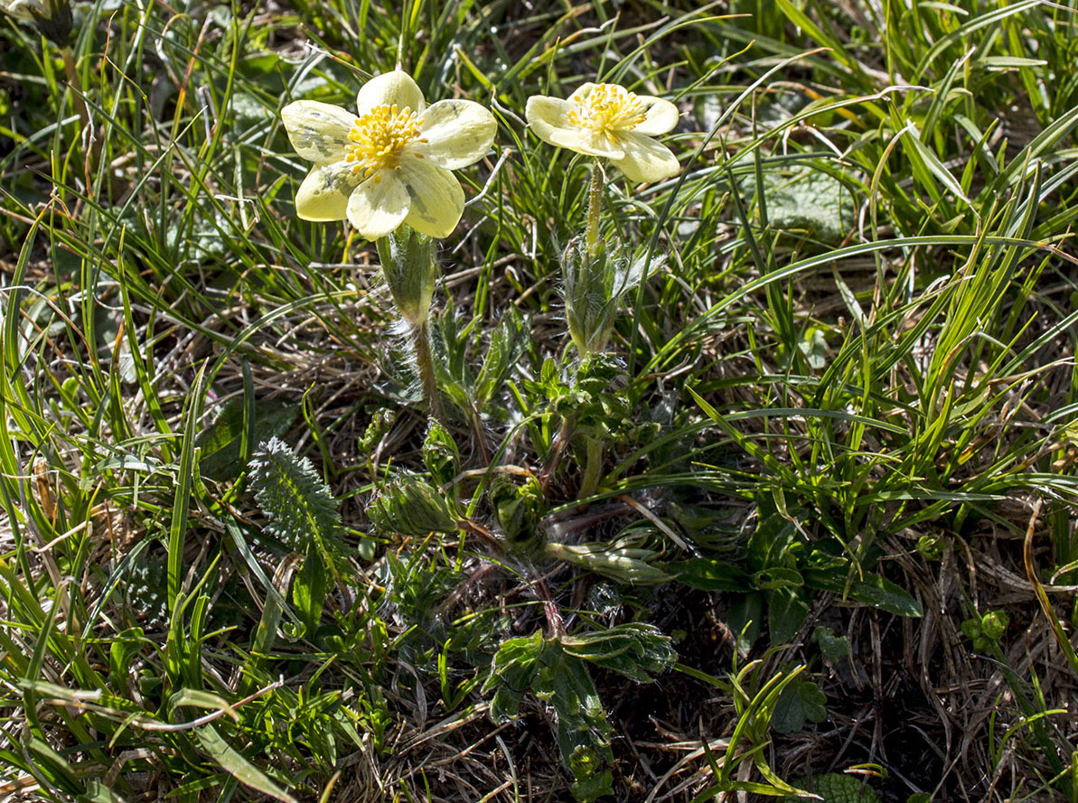 Image of Anemonastrum speciosum specimen.