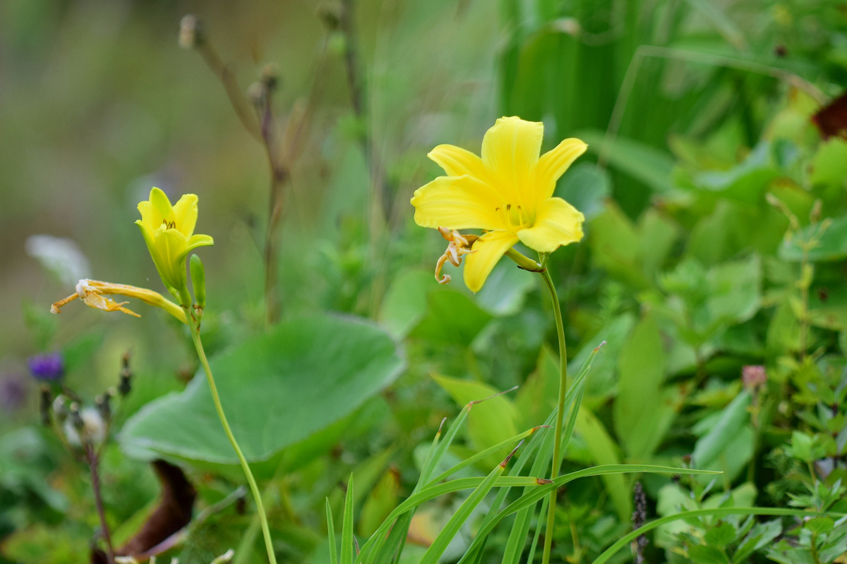 Image of Hemerocallis yezoensis specimen.