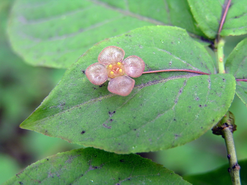 Image of Euonymus pauciflorus specimen.