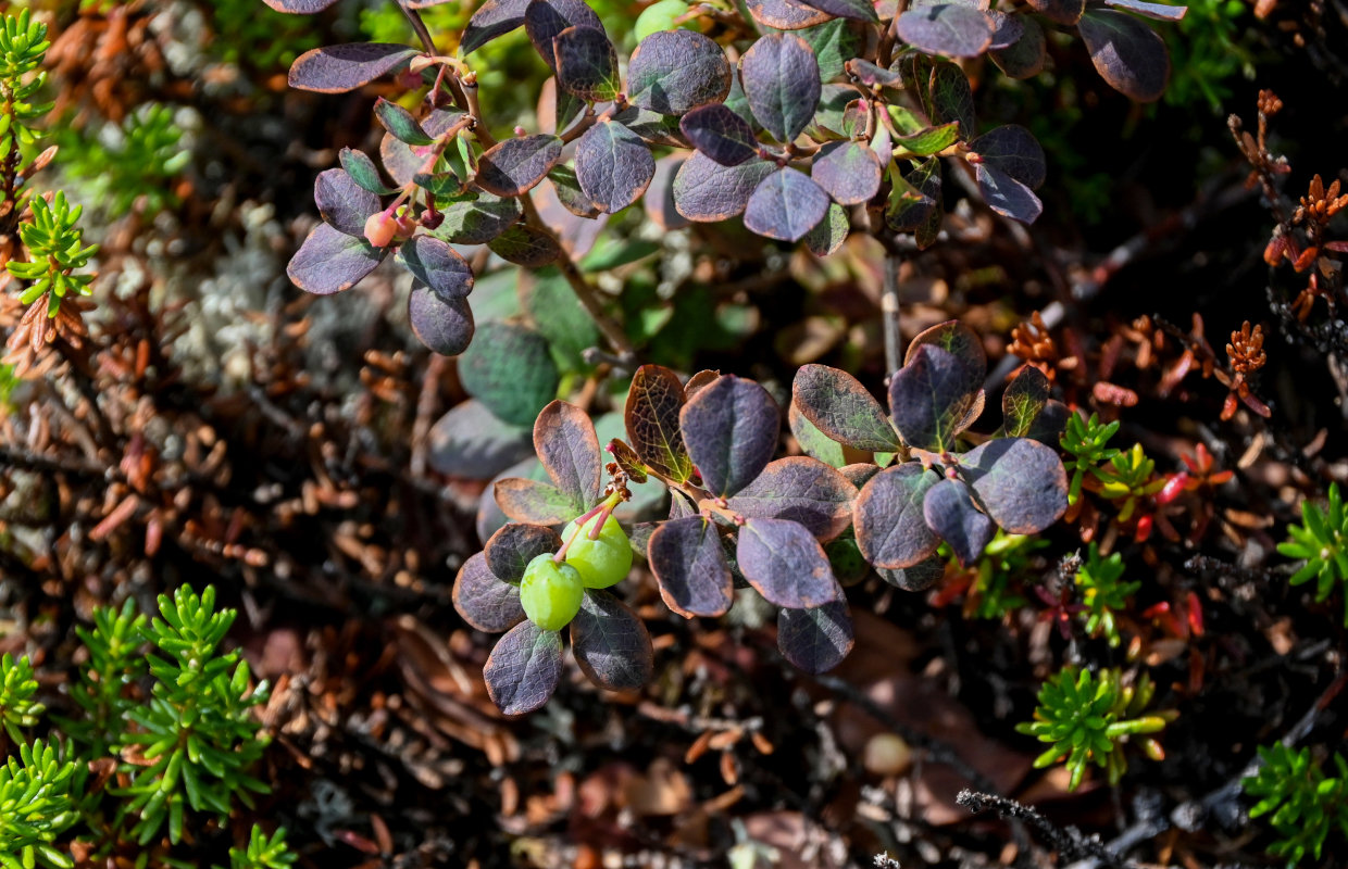 Image of Vaccinium uliginosum specimen.