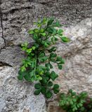 Asplenium ruta-muraria. Вегетирующее растение. Грузия, Имеретия, монастырь Моцамета, на каменной стене. 14.06.2023.