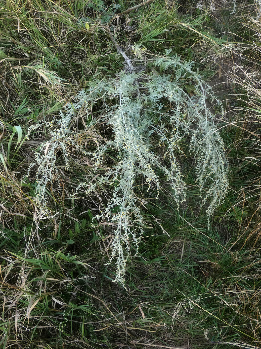 Image of Artemisia absinthium specimen.