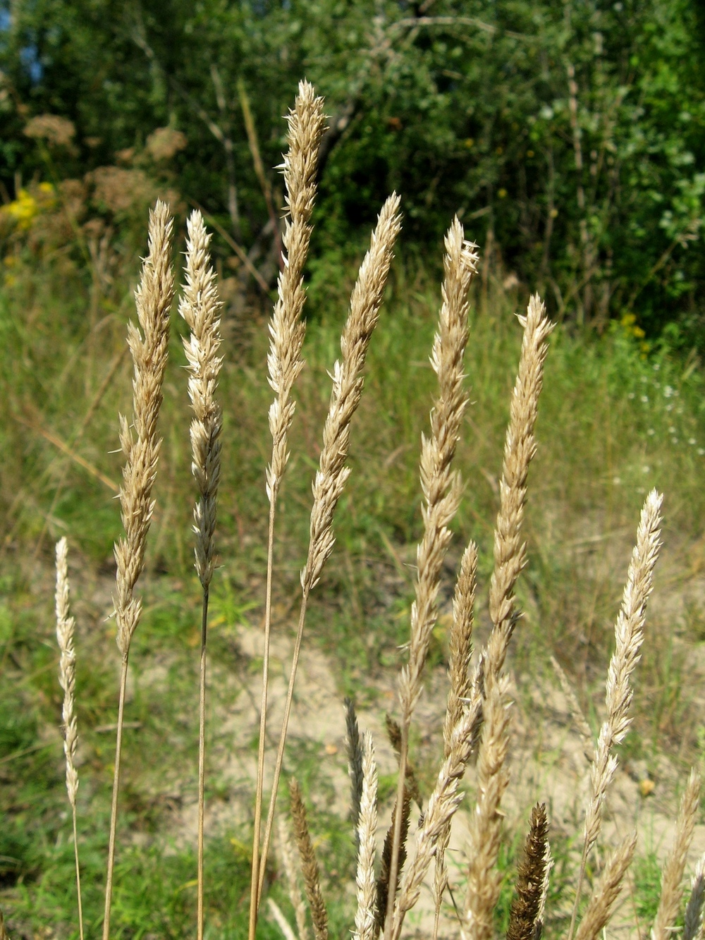 Изображение особи Koeleria glauca.