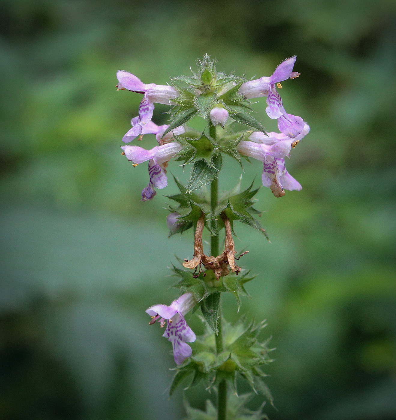 Изображение особи Stachys palustris.