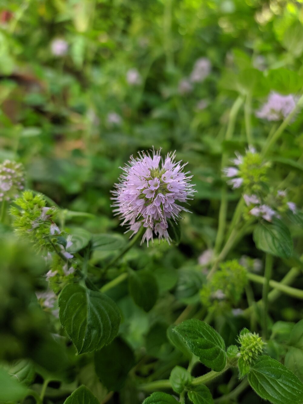 Image of Mentha aquatica specimen.