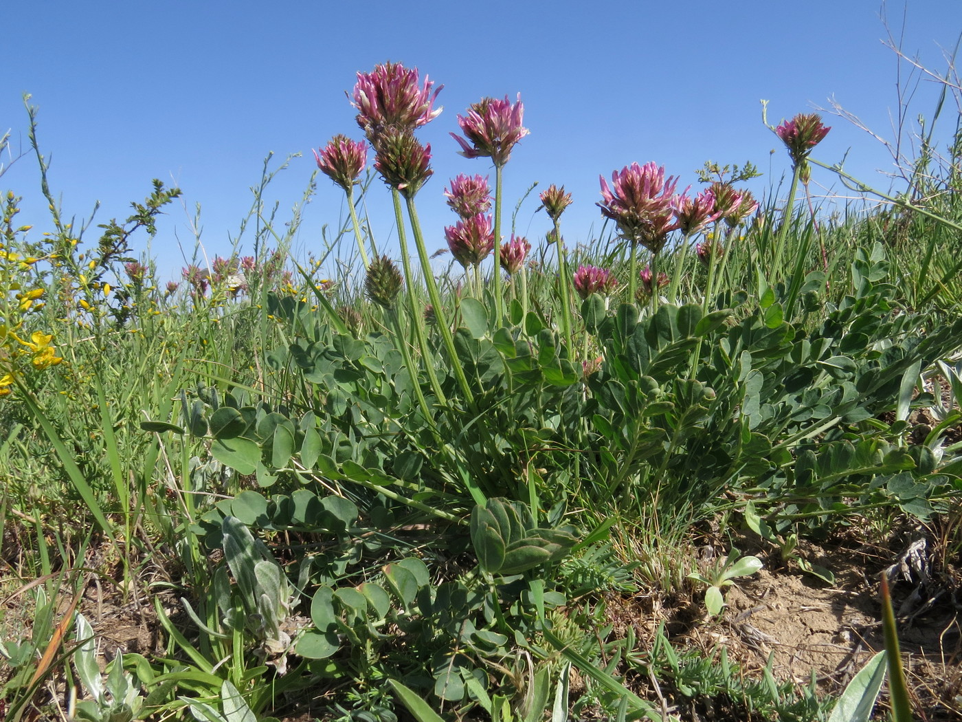 Изображение особи Astragalus platyphyllus.