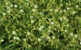 Cerastium brachypetalum подвид tauricum. Цветки. Краснодарский край, Темрюкский р-н, гора Дубовый Рынок, разнотравно-злаковый луг. 01.05.2019.