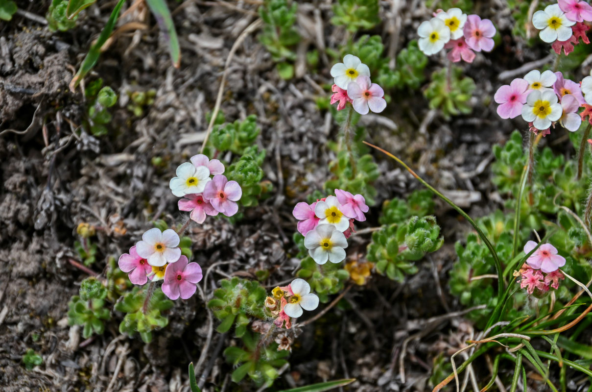 Image of Androsace lehmanniana specimen.