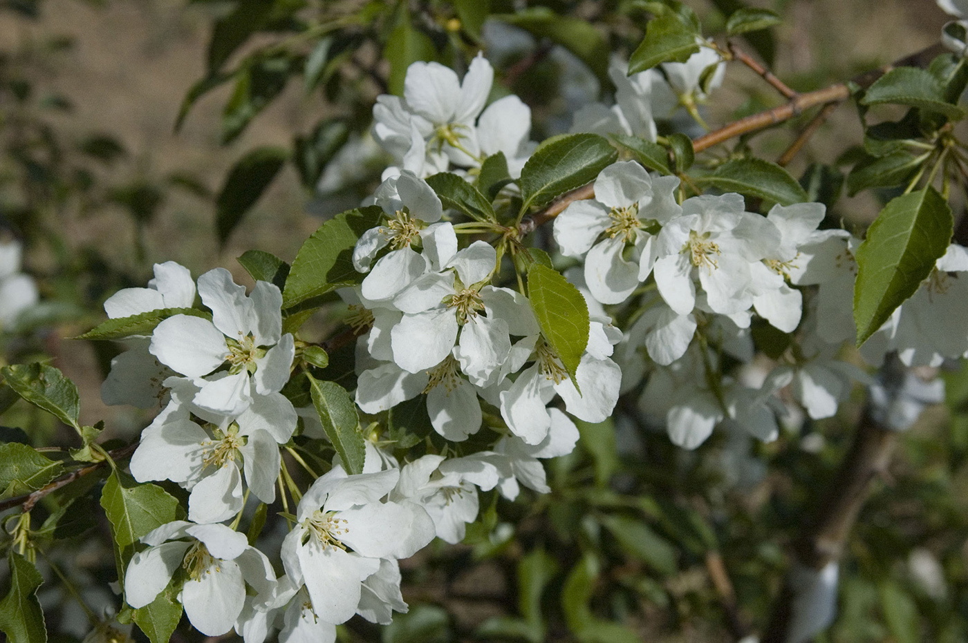 Изображение особи Malus baccata.