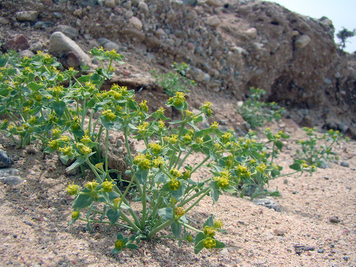 Image of Euphorbia tranzschelii specimen.