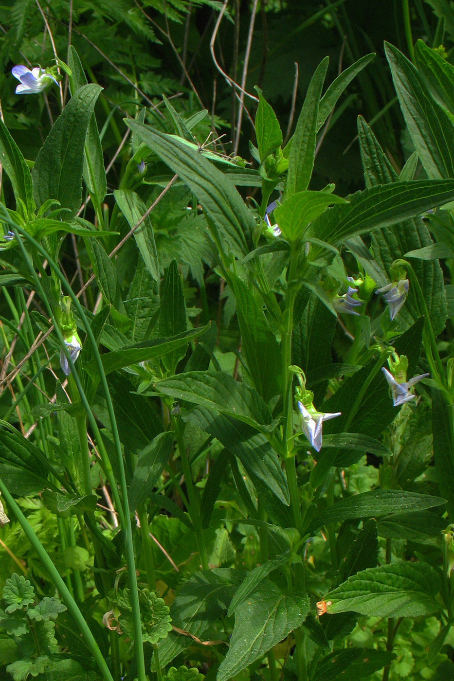 Image of Viola elatior specimen.