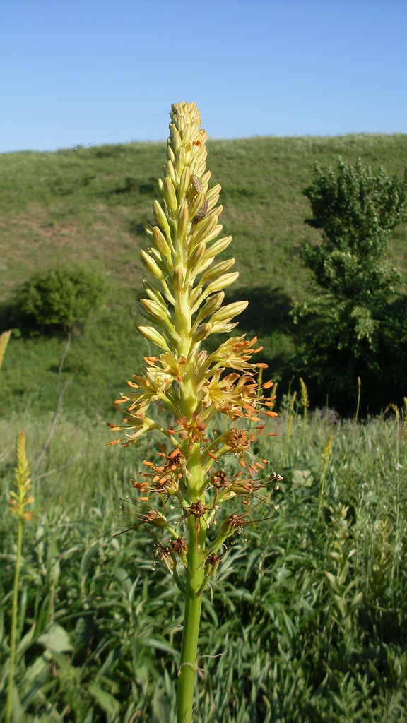 Image of Eremurus spectabilis specimen.