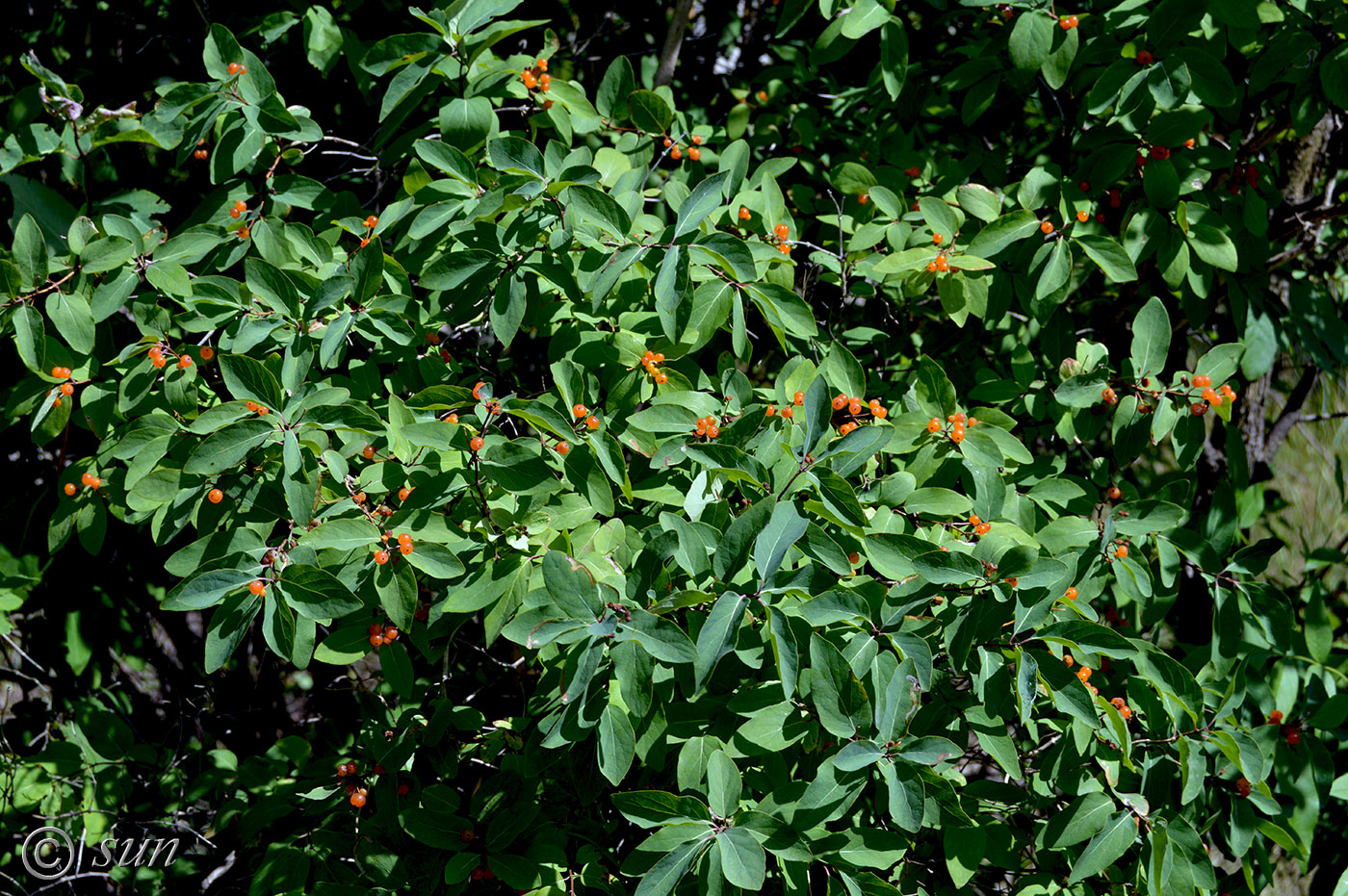 Изображение особи Lonicera tatarica.