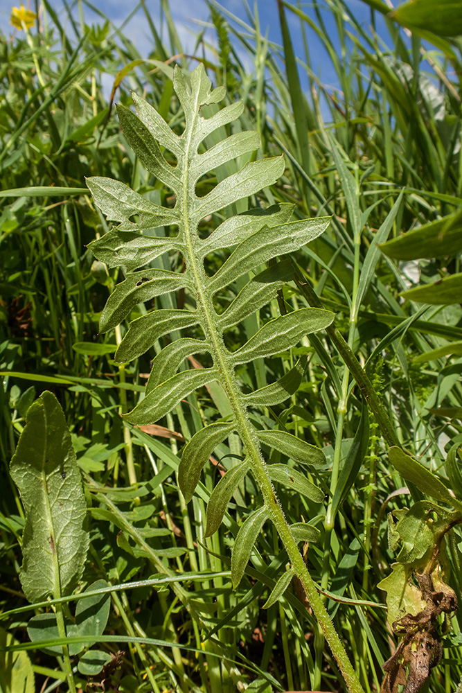 Image of Klasea radiata specimen.