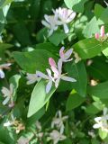 Lonicera tatarica. Цветки и листья. Республика Карелия, Петрозаводск, Онежская набережная. 13.06.2024.