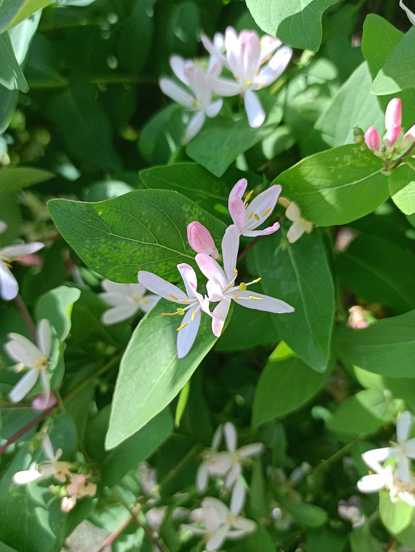 Image of Lonicera tatarica specimen.