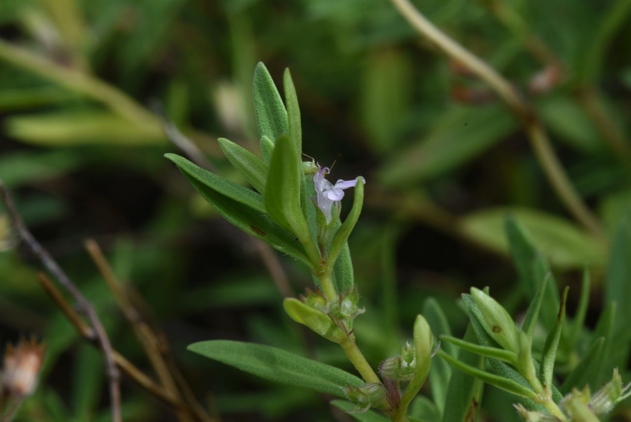 Изображение особи род Thymus.