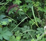 Echinochloa caudata. Верхушка цветущего растения. Приморский край, г. Владивосток, пляж \"Татарка\", у дороги. 17.08.2024.