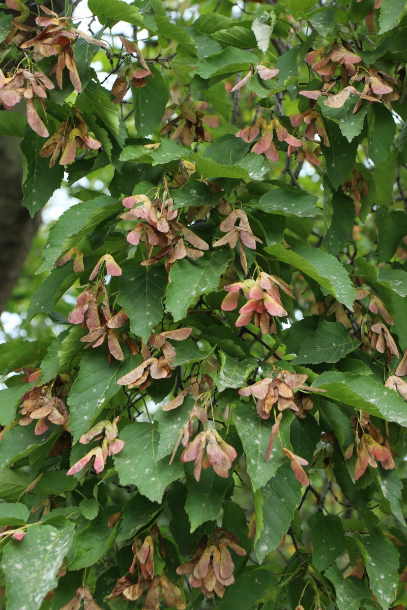 Image of Acer tataricum specimen.