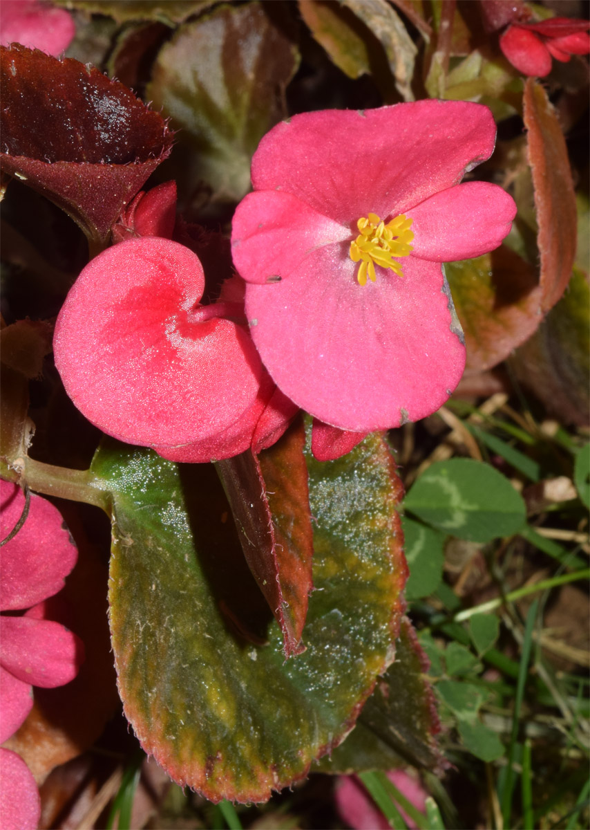 Image of Begonia cucullata specimen.