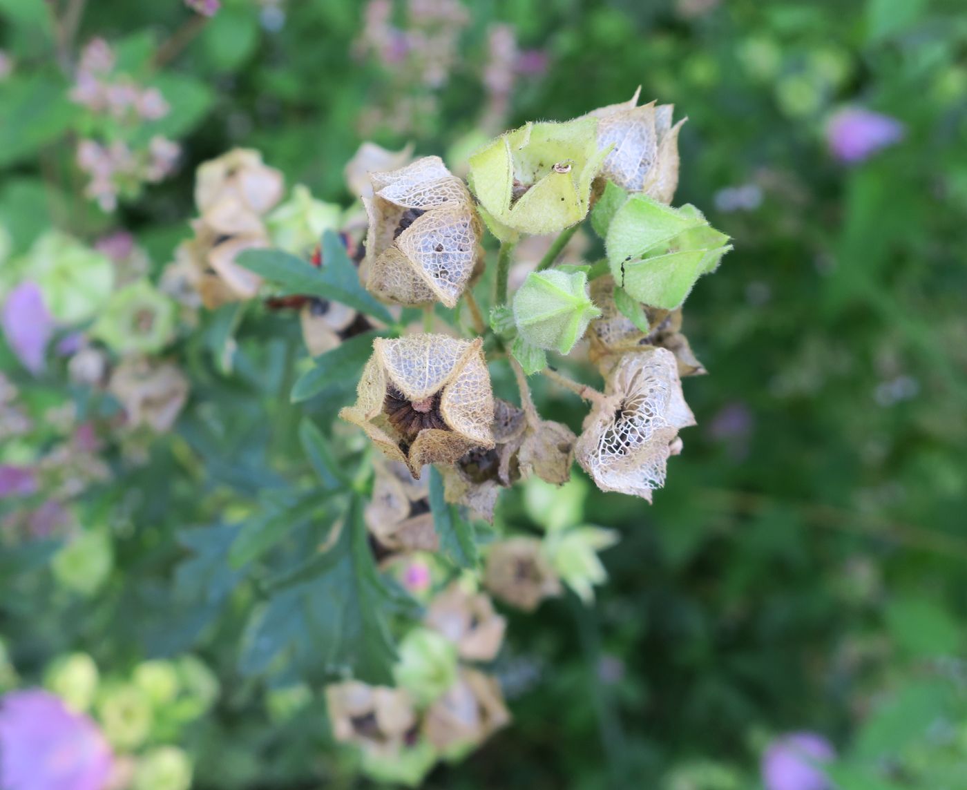 Image of Malva moschata specimen.