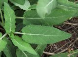 Salvia tesquicola