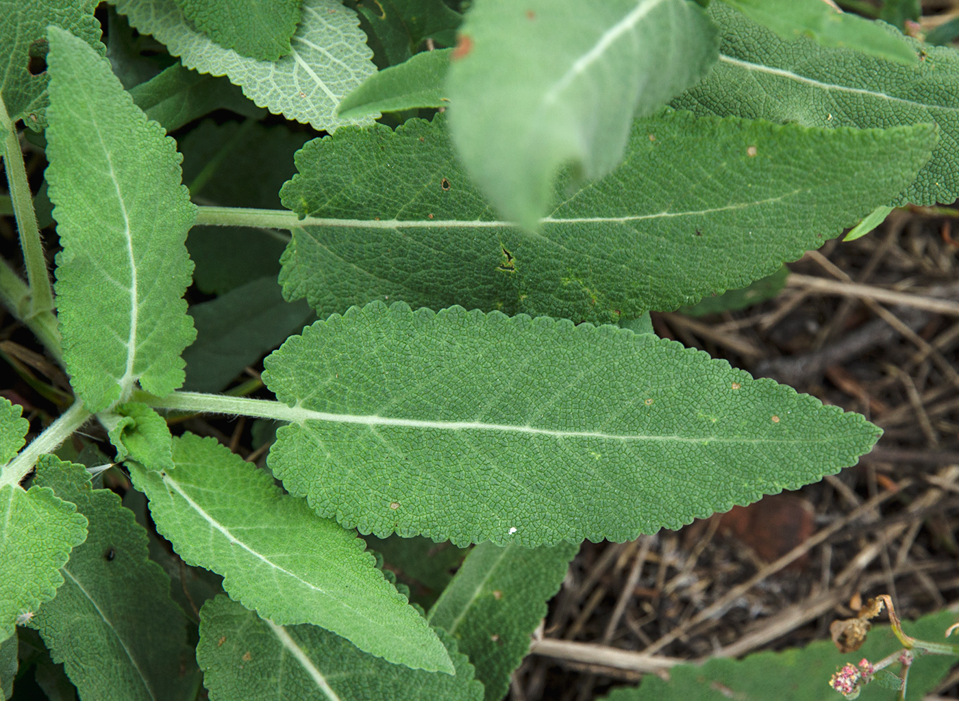 Image of Salvia tesquicola specimen.