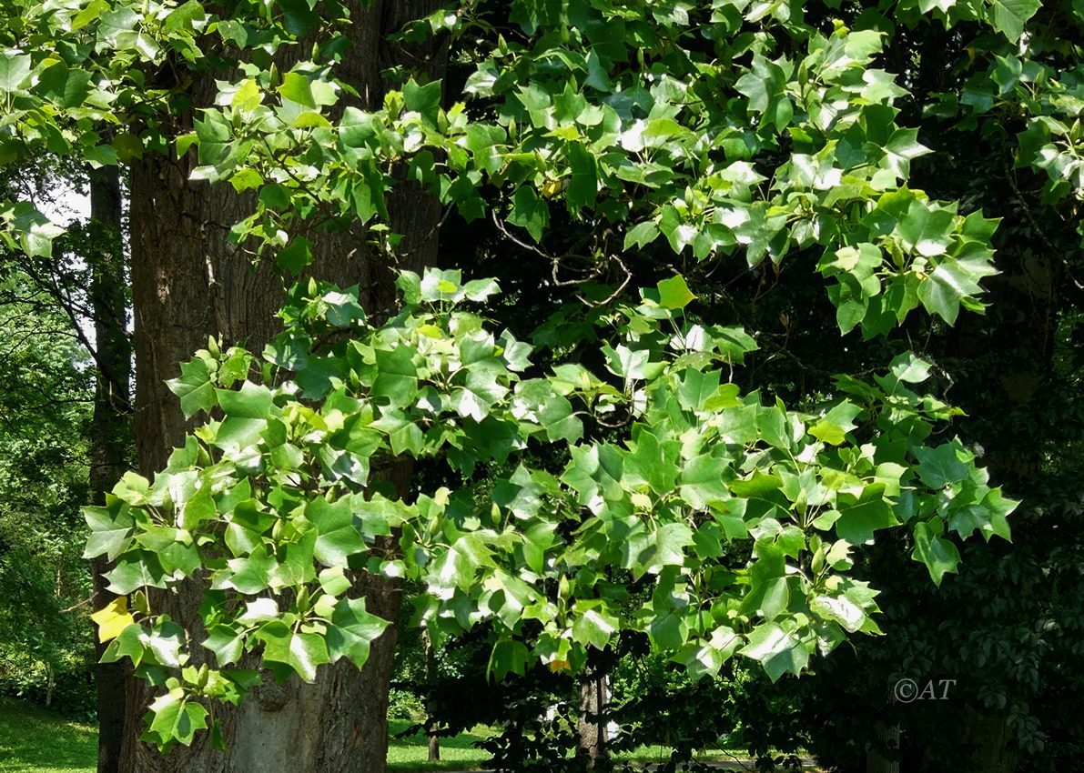 Image of Liriodendron tulipifera specimen.