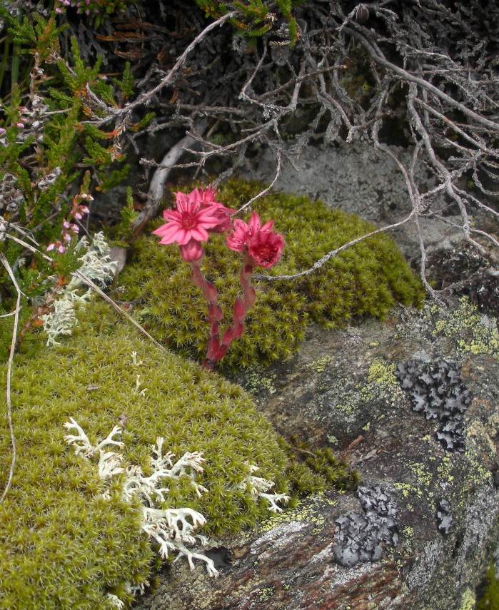 Image of Sempervivum arachnoideum specimen.