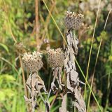 Centaurea abnormis. Верхушка плодоносящего растения с засохшими листьями. Адыгея, Майкопский р-н, дол. руч. Водопадистый, субальпийский луг. 05.10.2024.