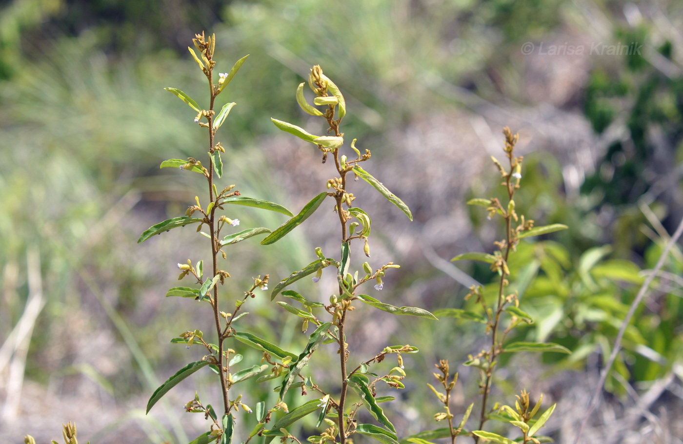 Image of Helicteres angustifolia specimen.