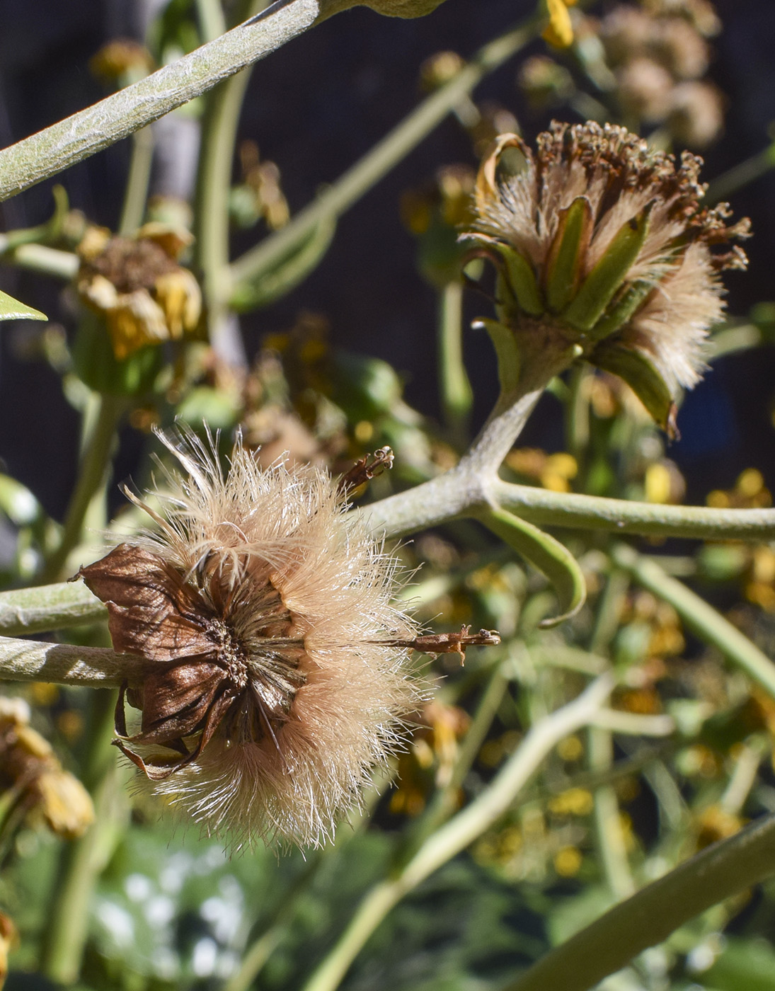 Image of Farfugium japonicum specimen.