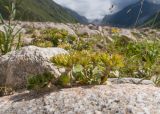 Sedum oppositifolium. Зацветающие растения. Кабардино-Балкария, Черекский р-н, долина реки Псыгансу, ≈ 2400 м н.у.м., донная морена. 30.07.2024.