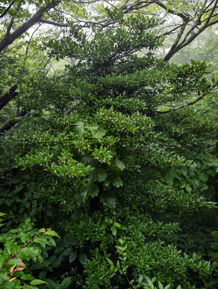 Image of Euonymus japonicus specimen.