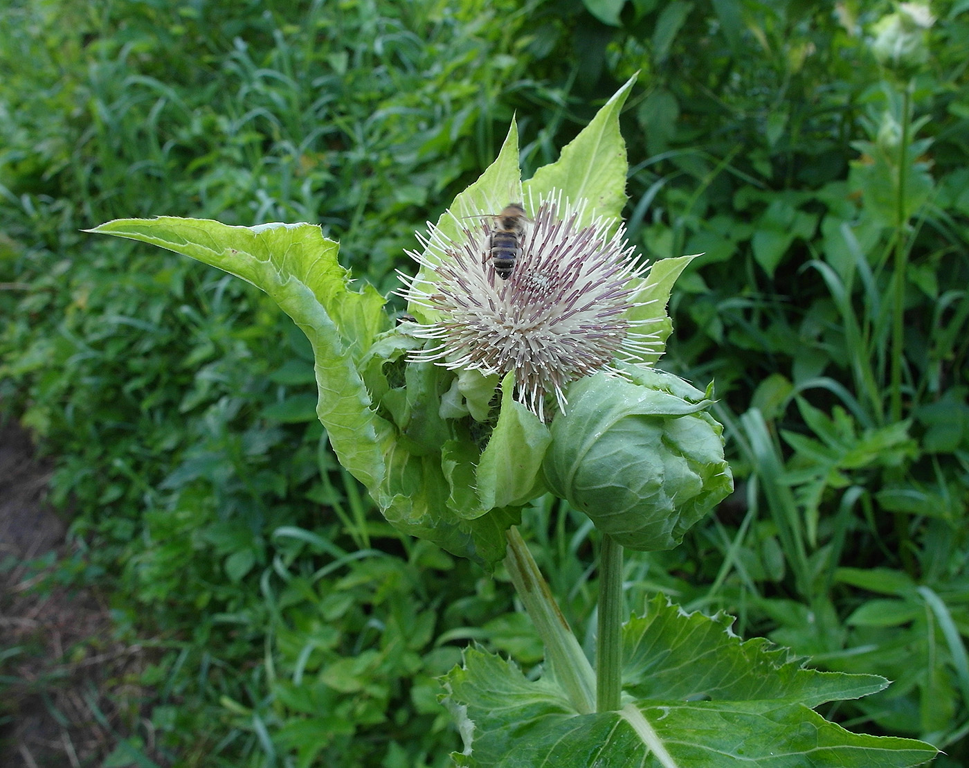 Image of Cirsium oleraceum specimen.