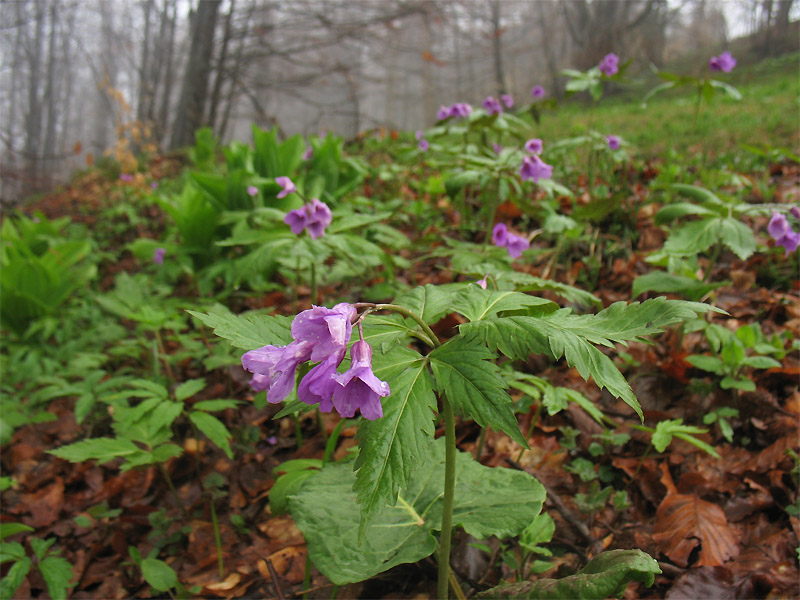 Image of Cardamine glanduligera specimen.