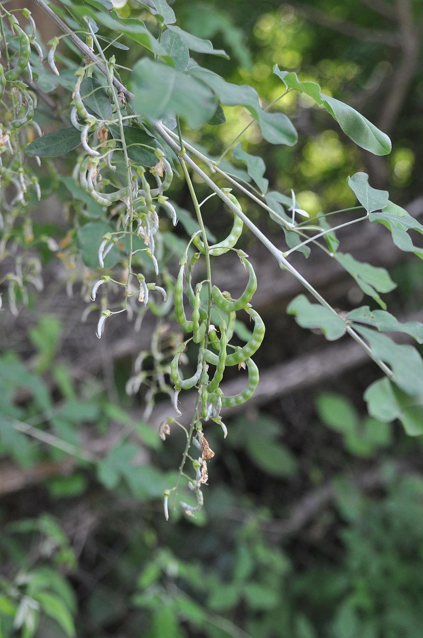 Image of Laburnum anagyroides specimen.