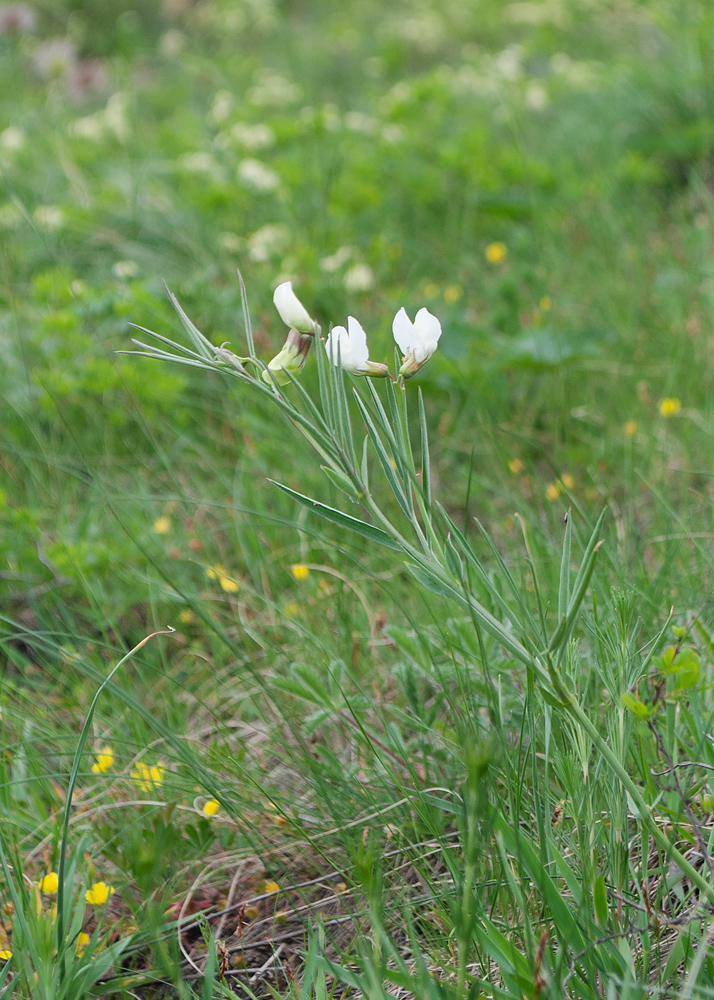 Image of Lathyrus pannonicus specimen.
