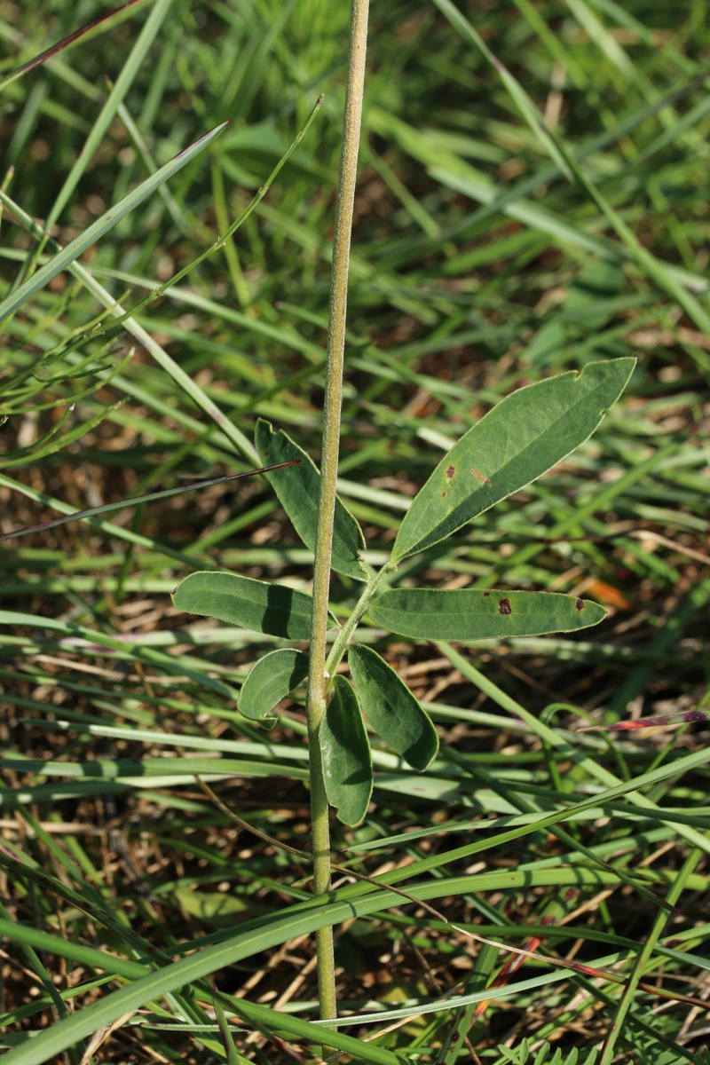 Image of Anthyllis vulneraria specimen.