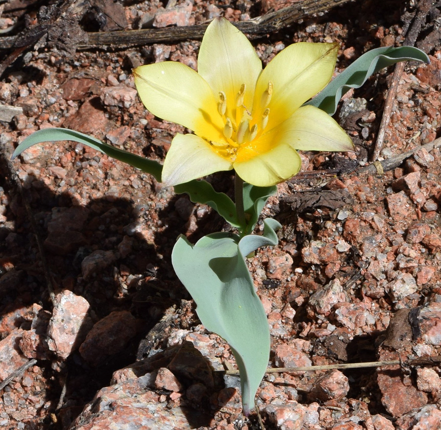 Изображение особи Tulipa dubia.