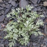 View full-size image Artemisia glomerata